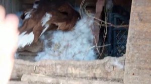 Вывод утят под уткой продолжается! Вылупилось не то количество утят, на которое я рассчитывала