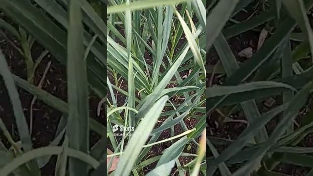 Сибирь. Озимый чеснок. Правильно удаляем стрелки. смотреть онлайн