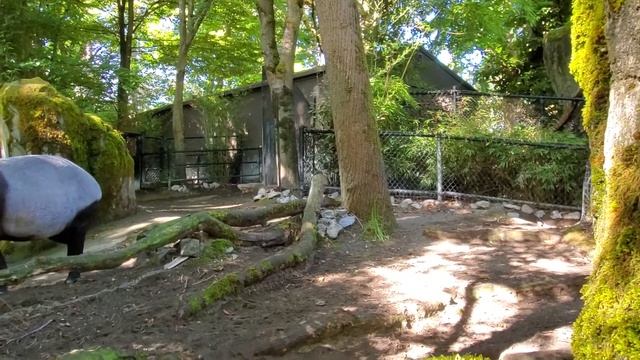 Woodland Park Tapir Baby ??? смотреть онлайн