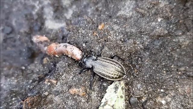 Хищное насекомое поедает жертву.  Жужелица решётчатая или медная. Дача.