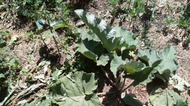 Хурма Мариуполь. Прививка зелёным черенком. 2 июля 2022 смотреть онлайн