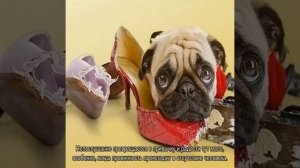 Как отучить собаку грызть все подряд в отсутствие хозяина