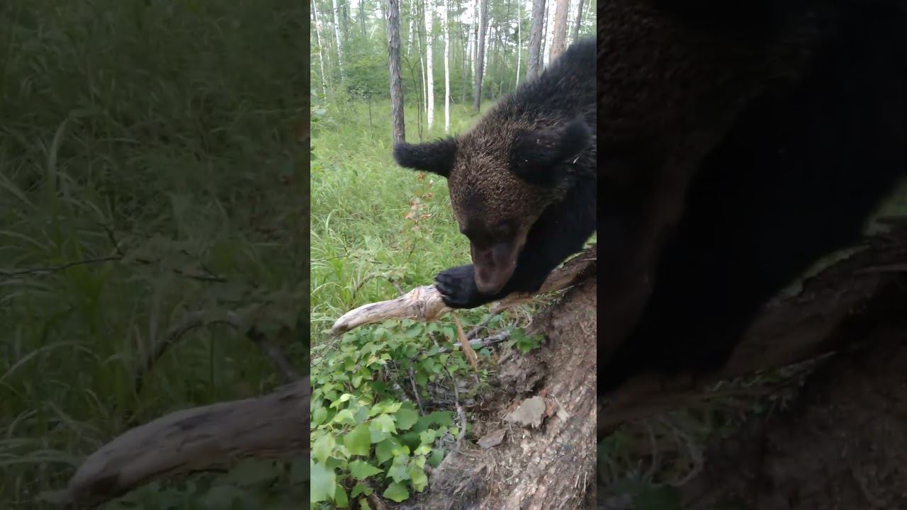Необучаемые медведи. #bear смотреть онлайн