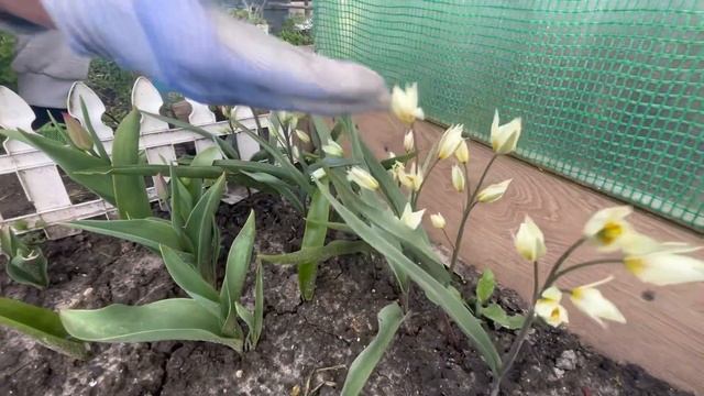 Поздняя посадка тюльпанов. смотреть онлайн