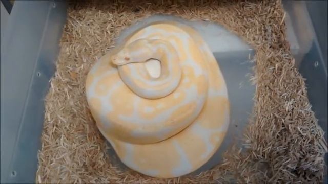 Ball Python Eggs laid - Clutch #7 Albino het Pied x Albino смотреть онлайн