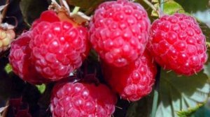 Самые урожайные сорта малины на 2022 год ТОП 5: самые вкусные, сладкие, сочные, рейтинг