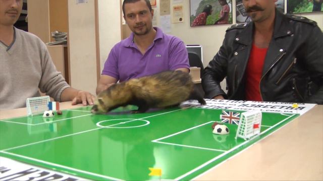 Евро-2012: прогноз хорька на матч Англия - Франция смотреть онлайн