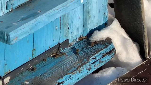 Пчеловодство для женщины просто и понятно 1 часть смотреть онлайн