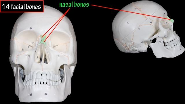 Bones Of The Skull Labeled - Anatomy Of The Skull And Facial Bones - Skull Anatomy Bones смотреть онлайн