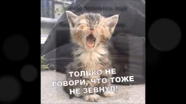 Веселые картинки. Прикольные котики самое смешное видео. Приколы про кошек. смотреть онлайн