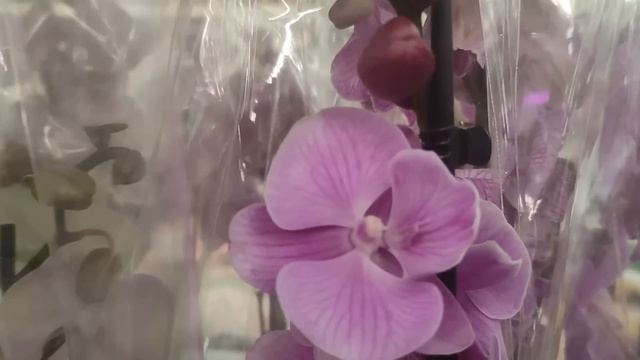 №781/ МОСКОВСКАЯ поставка ШИКАРНЫХ орхидей а ЛЕРУА МЕРЛЕН