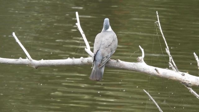 Биосфера. Сюжет из жизни цыплёнка курицы камышницы. Страшные, но полезные лапы, донесут куда надо! смотреть онлайн