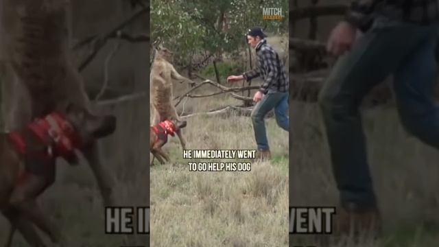 Man vs kangaroo ? #animals #kangaroo #shorts #crazy смотреть онлайн