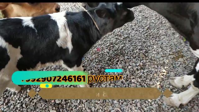 гови сиёҳало ширте ва аспхо бозори душанбе нархо чихел бошад 😲🤔🤨 04.09.19 смотреть онлайн