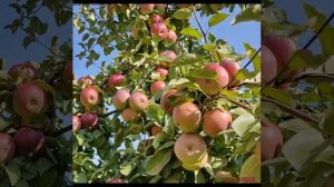 Сорт яблони Белорусское сладкое