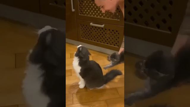 Гладь кота, пока гладишь кота! смотреть онлайн