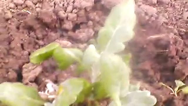 Перезимовавшая цинерария. смотреть онлайн