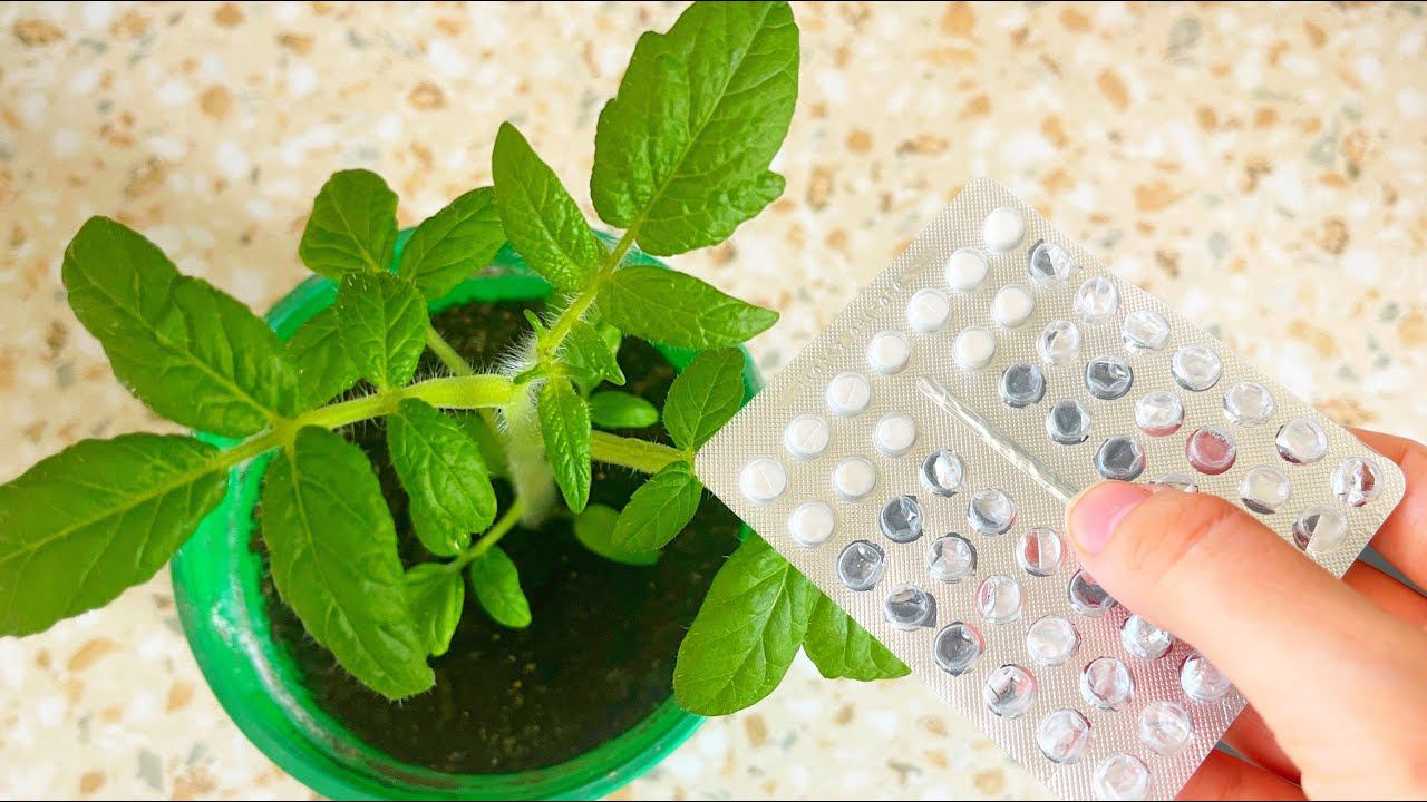 Рассаду не узнать от этой дешевой аптечной подкормки, полейте, рассада станет коренастой, толстой смотреть онлайн