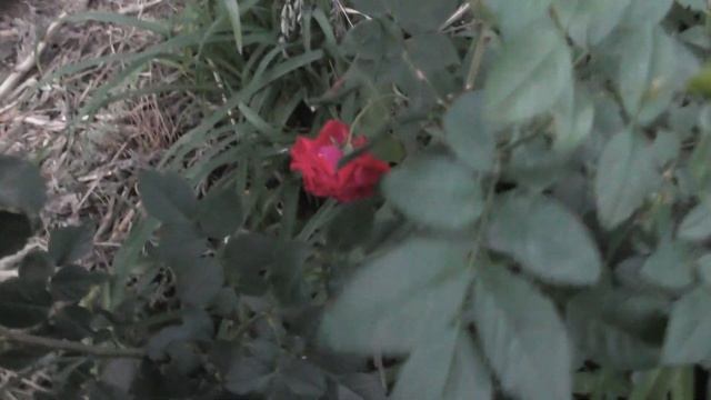 Роза Сантана. Первый год цветения смотреть онлайн