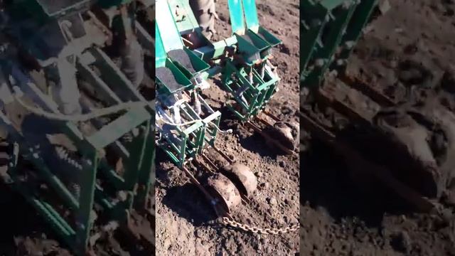 Посадка лука халцедон в бугры!!! смотреть онлайн