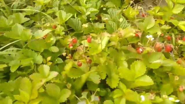 Земляника лесная на делянке смотреть онлайн