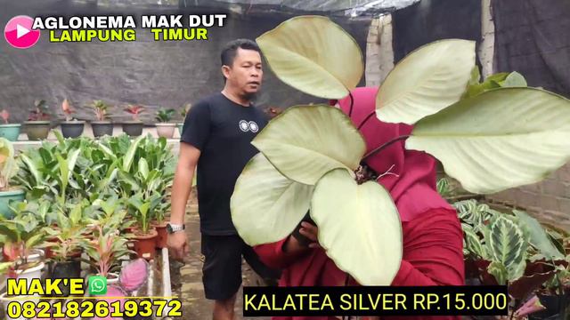 AGLONEMA YANG PASTINYA MURAH-MERIAH CUMA ADA DI SINI❗ LOKALAN JUMBO🥰 WAJIB BONUS SETIAP PEMBELIAN 😘 смотреть онлайн