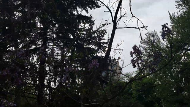 Цветение рододендронов в Киеве /май 2019 смотреть онлайн