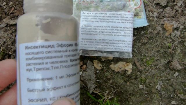 Невидимый вредитель у роз,черный мелкий жучок-клопик!Меры борьбы. смотреть онлайн