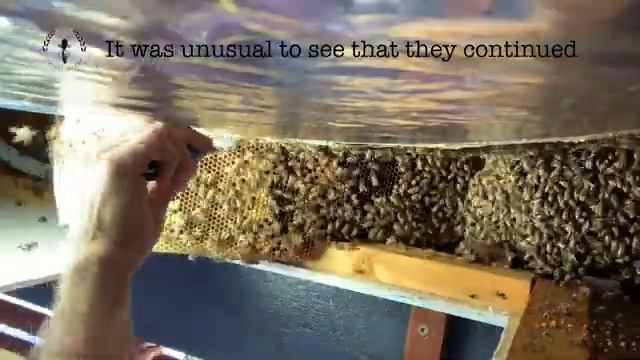 BIG BEEHIVE NO HONEY - Bees play a risky game. смотреть онлайн