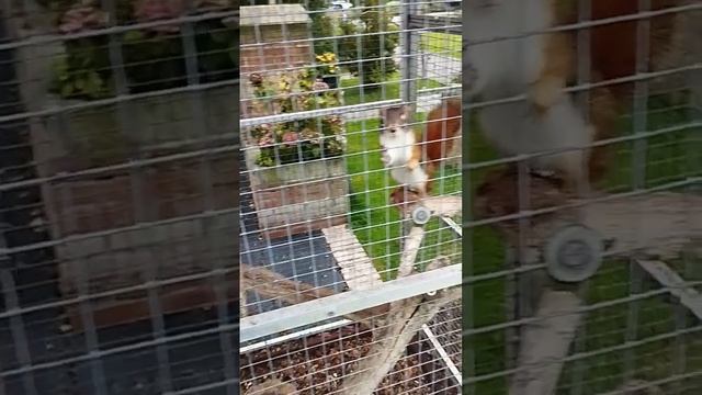 Эти милашки не оставят вам равнодушными.Красотки белочки в клетке! смотреть онлайн