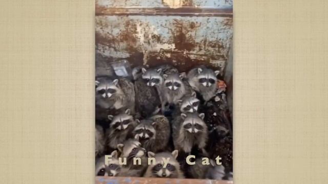 Cмешные ЕНОТЫ #12 / Приколы с ЕНОТАМИ 2021 / Funny Raccoons смотреть онлайн