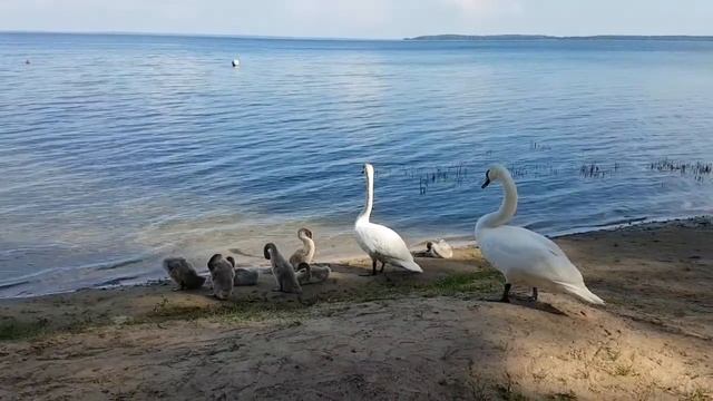 Пара лебедей с выводком птенцов на Нарочи