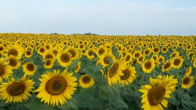 День села смотреть онлайн