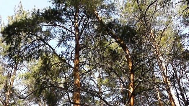 За околицей. Звуки весеннего леса. Видео студия Приморского СДК представляет смотреть онлайн