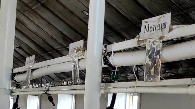 В коровнике играет классическая музыка - для увеличения удоев молока! Ново Гундаревская Община смотреть онлайн