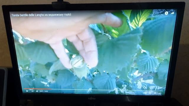 Сорт фундука прародитель сортов Tonda