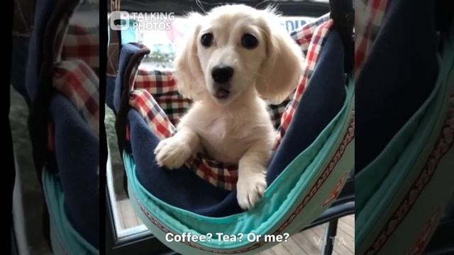 아기 콩자 #shirts #닥스훈트 #dachshund #puppy смотреть онлайн