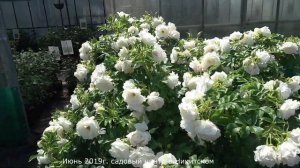 Обзор розы  Ритаусма (Парковая) - Ritausma  (Rieksta СССР, 1963)