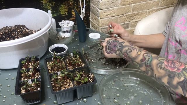 Пикировка Адениумов и обрезка центрального корня. смотреть онлайн