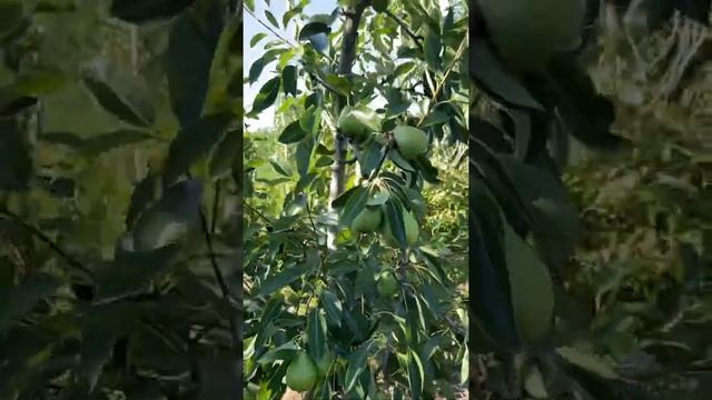 Дельбарю-RX , снежка на подвої сименкова дичка..0989345808 смотреть онлайн