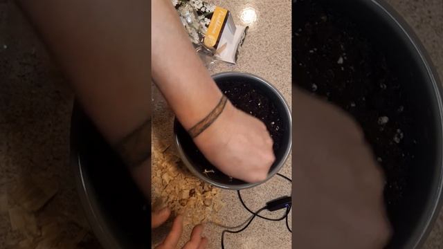 Planting My Puschkinia Bulbs смотреть онлайн