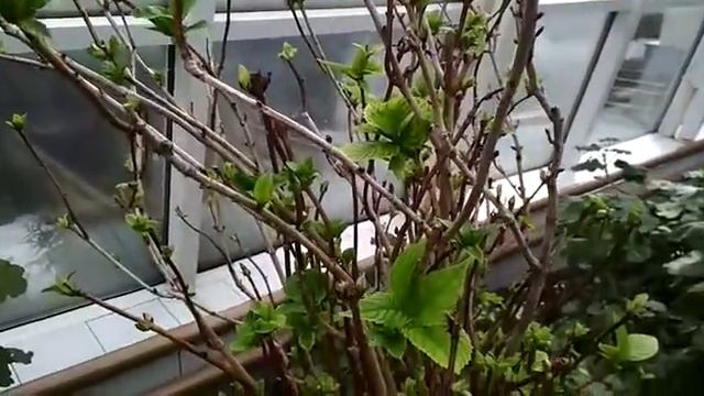 Гортензия крупнолистовая смотреть онлайн