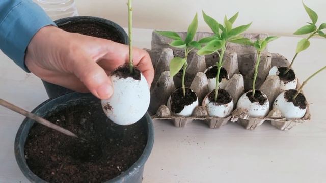 BU YÖNTEMLE BİBERLERİ ERKENDEN YE, SAKSIDA YETİŞTİR TOPLA TOPLA YE,BİBER YETİŞTİRMENİN PÜF NOKTALAR смотреть онлайн