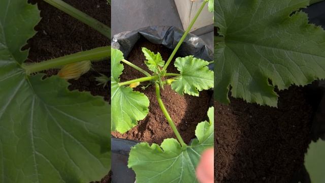 Сажаем кабачок в мешок и получаем ранний урожай | #SemenaPartnerShorts смотреть онлайн