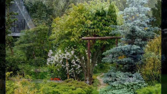 ХВОЙНЫЕ КОМПОЗИЦИИ В ЛАНДШАФТНОМ ДИЗАЙНЕ / coniferos compositions in the garden ? смотреть онлайн