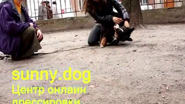 щенок убегает и жрет гадость можно электрику одеть? смотреть онлайн