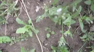 Вероника нитчатая.