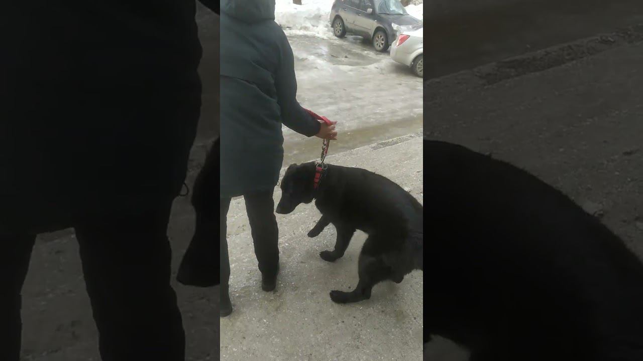 ВЕО черная Восточно Европейская Овчарка 27 смотреть онлайн