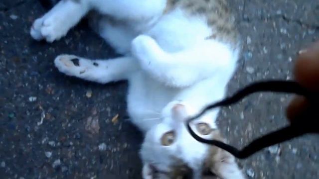 Уличные котята смотреть онлайн