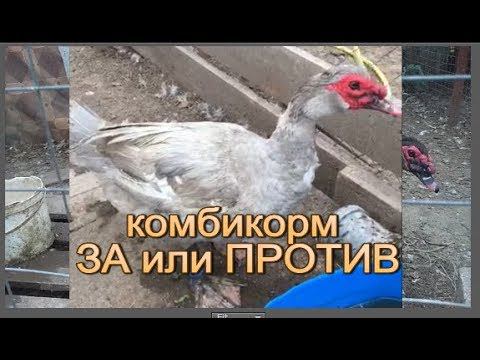 КОМБИКОРМ польза или вред для птицы смотреть онлайн